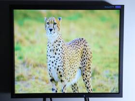 Eizo S1731 Flexscan 17 Inch Color Lcd Broadcast Studio / Medical Monitor